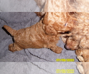 Poodle (Miniature) Puppy for sale in DULUTH, GA, USA
