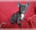 Small Photo #5 French Bulldog Puppy For Sale in LITTLE ELM, TX, USA