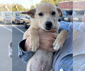 Labrador Retriever Dogs for adoption in Brooklyn, NY, USA