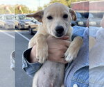 Ginger - Female Labrador Retriever Dog for Adoption - Small photo