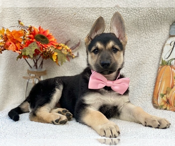 View Ad: German Shepherd Dog Puppy for Sale near ...