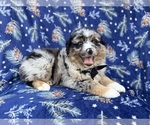 Small #7 Miniature Australian Shepherd