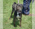 Small #3 Plott Hound Mix