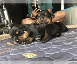 Small #4 Rottweiler