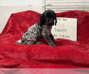 German Shorthaired Pointer Puppy for sale in MARBLE FALLS, TX, USA