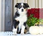 Biscuit - Female Miniature Australian Shepherd Puppy for Sale - Photo #3