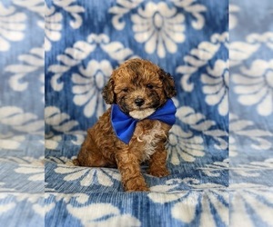 Poodle (Miniature) Puppy for sale in STRASBURG, PA, USA