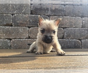 Cairn Terrier Puppy for sale in CARLYLE, IL, USA