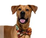 Small Rhodesian Ridgeback