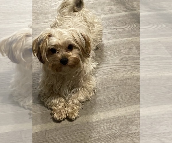 Medium Photo #1 Morkie Puppy For Sale in RUSH, NY, USA