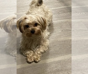 Mother of the Morkie puppies born on 10/31/2024