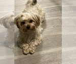 Small Photo #1 Morkie Puppy For Sale in RUSH, NY, USA