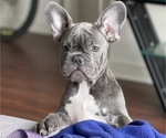 Small Photo #12 French Bulldog Puppy For Sale in PALATINE, IL, USA