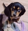 Small Photo #8 Beagle Puppy For Sale in CENTRALIA, WA, USA