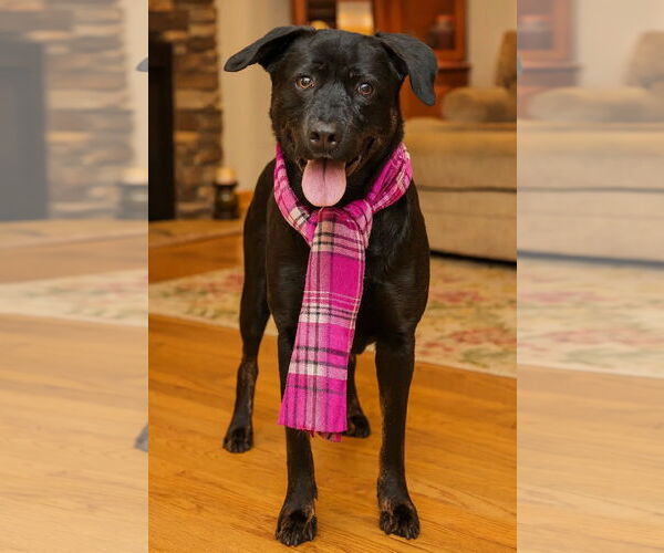 Medium Photo #4 Chocolate Labrador retriever-Labrador Retriever Mix Puppy For Sale in Mt. Laurel, NJ, USA