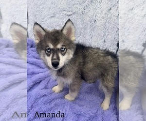 Siberian Husky Puppy for sale in SANDY HOOK, KY, USA