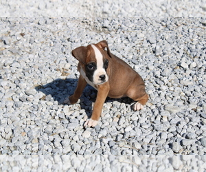 Boxer Puppy for sale in BLOOMINGTON, IN, USA