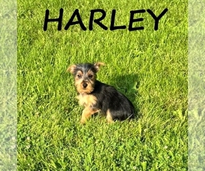 Carkie Puppy for sale in HARTLAND, MN, USA