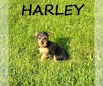 Image preview for Ad Listing. Nickname: Harley