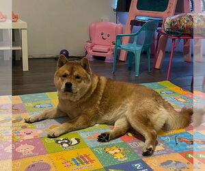 MULAN - Female Chow Chow Dog for Adoption - Photo #3