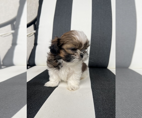 Medium Photo #5 Shih Tzu Puppy For Sale in BEAVER, UT, USA