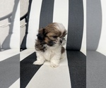 Small Photo #5 Shih Tzu Puppy For Sale in BEAVER, UT, USA