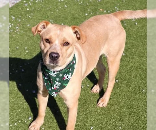 Medium Photo #9 Mutt Puppy For Sale in Rockaway, NJ, USA