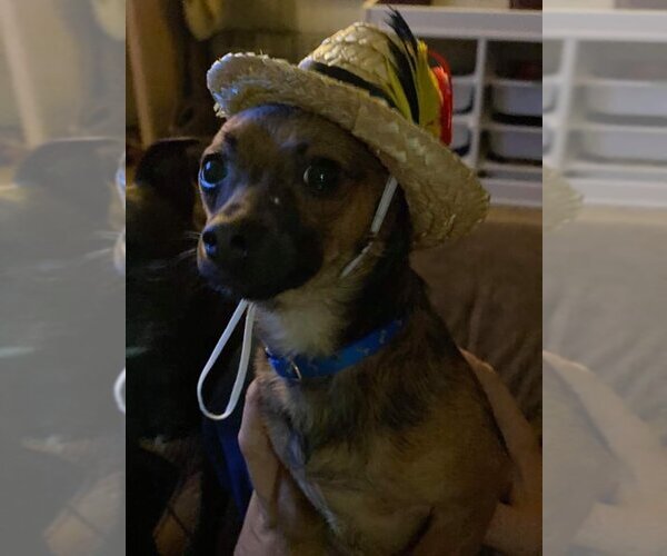 Medium Photo #2 Chihuahua Puppy For Sale in Lewistown, PA, USA
