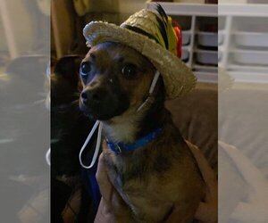 Poppy - Male Chihuahua Dog for Adoption - Photo #2