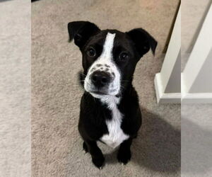 Boxer Dogs for adoption in Foristell, MO, USA