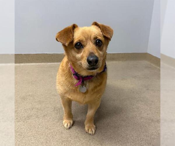 Medium Photo #1 Cardigan Welsh Corgi-Chihuahua Mix Puppy For Sale in Aurora, CO, USA