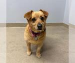 Small Cardigan Welsh Corgi-Chihuahua Mix