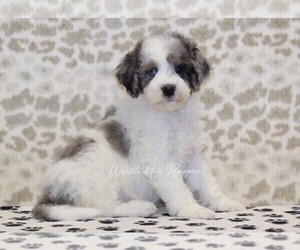 Miniature Bernedoodle Puppy for sale in DENVER, PA, USA