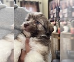 Small Photo #3 Havanese Puppy For Sale in MISHAWAKA, IN, USA