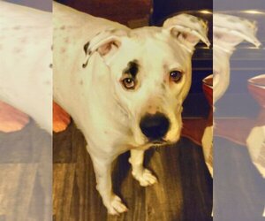Brian - Male Boxer-Unknown Mix Dog for Adoption - Photo #2