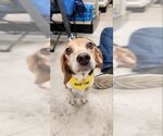 Small Photo #1 Beagle Puppy For Sale in Fairfax, VA, USA