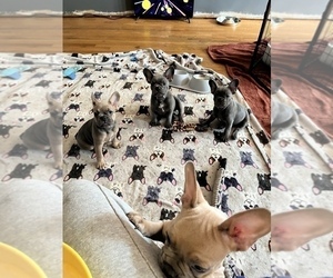 French Bulldog Puppy for sale in CHICAGO, IL, USA
