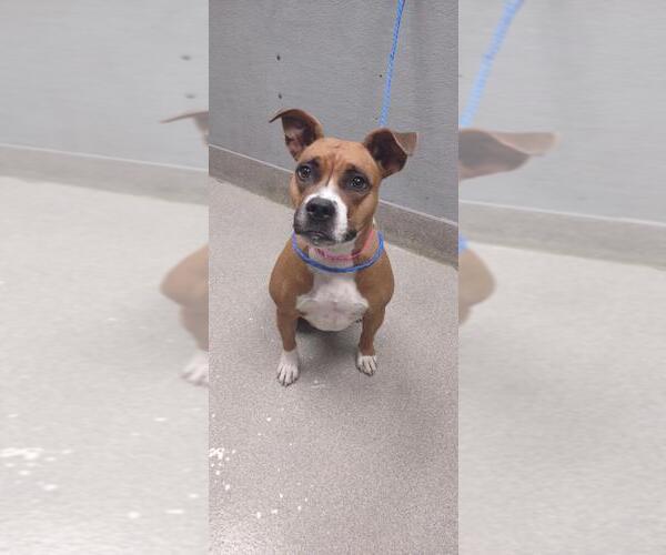 Medium Photo #1 Boxer-Unknown Mix Puppy For Sale in Las Vegas, NV, USA