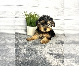 Yorkshire Terrier Puppy for sale in INDIANAPOLIS, IN, USA