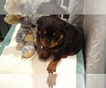 Small Photo #2 Rottweiler Puppy For Sale in CONWAY, AR, USA