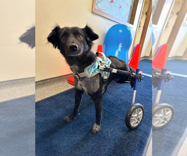 Medium Photo #6 Labrador Retriever-Unknown Mix Puppy For Sale in Brooklyn, NY, USA