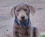 Puppy Blue Collar Labrador Retriever