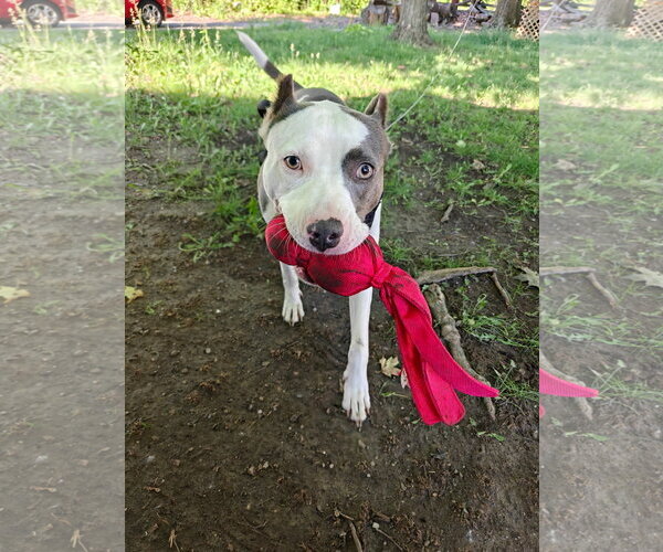 Medium Photo #3 American Pit Bull Terrier-Unknown Mix Puppy For Sale in Germantown, OH, USA