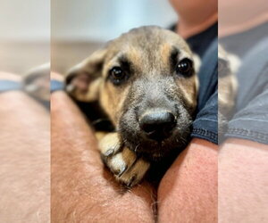 German Shepherd Dog-Unknown Mix Dogs for adoption in Wetumpka, AL, USA