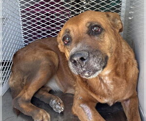 Mutt Dogs for adoption in Bakersfield, CA, USA