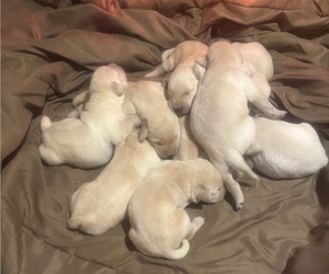 Labrador Retriever Litter for sale in POLKTON, NC, USA