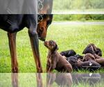Small Photo #6 Doberman Pinscher Puppy For Sale in MOUNT OLIVE, NC, USA