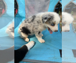 Small Photo #11 Australian Shepherd Puppy For Sale in MERIDIANVILLE, AL, USA