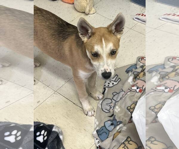 Medium Photo #4 Shiba Inu-Unknown Mix Puppy For Sale in Sheboygan, WI, USA