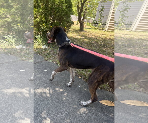 Medium Photo #6 Catahoula Leopard Dog-Unknown Mix Puppy For Sale in Raleigh, NC, USA